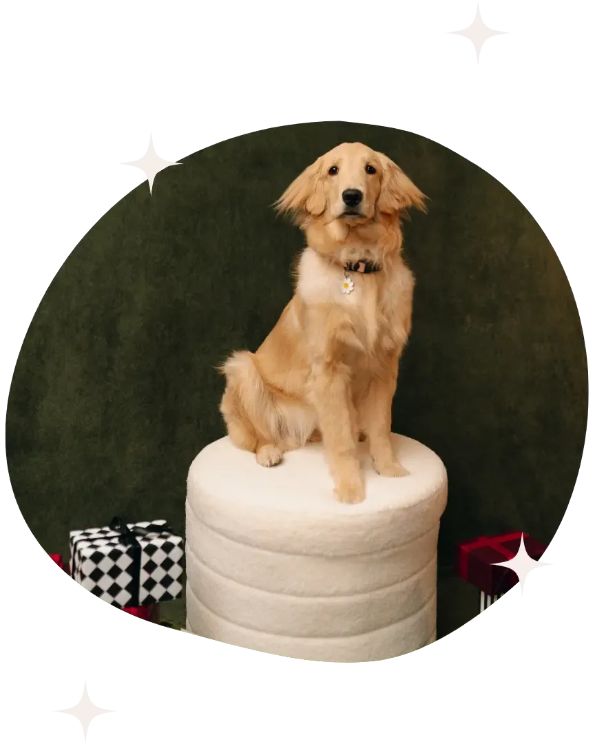 Perro con luces navideñas